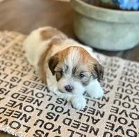 AKC - Rainy!, a female Havanese for sale in Orlando, FL – Photo 2 of 10