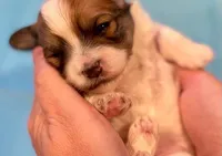 AKC - Rainy!, a female Havanese for sale in Orlando, FL – Photo 9 of 10