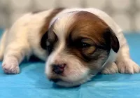 AKC - Rainy!, a female Havanese for sale in Orlando, FL – Photo 7 of 10