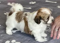 AKC - Rainy!, a female Havanese for sale in Orlando, FL – Photo 10 of 10