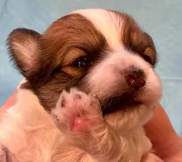 AKC - Rainy!, a female Havanese for sale in Orlando, FL – Photo 4 of 10