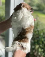 AKC - Rainy!, a female Havanese for sale in Orlando, FL – Photo 3 of 10