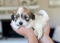 AKC - Rainy!, a female Havanese for sale in Orlando, FL – Photo 1 of 10