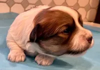 AKC - Rainy!, a female Havanese for sale in Orlando, FL – Photo 5 of 10