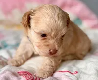 AKC - Bluey, a male Havanese for sale in Orlando, FL – 4 of 6