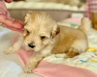 Linda - AKC, a female Havanese for sale in Orlando, FL – 2 of 8