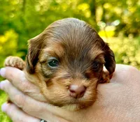 AKC - Romeh, a male Havanese for sale in Orlando, FL – Photo 3 of 7