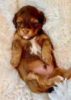 AKC - Romeh, a male Havanese for sale in Orlando, FL – Photo 4 of 7