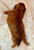 AKC - Romeh, a male Havanese for sale in Orlando, FL – Photo 5 of 7