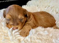 AKC - Romeh, a male Havanese for sale in Orlando, FL – Photo 7 of 7