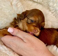 AKC - Romeh, a male Havanese for sale in Orlando, FL – Photo 2 of 7