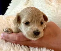 AKC Polly, a female Havanese for sale in Orlando, FL – Photo 5 of 5