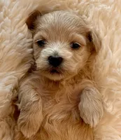 AKC Polly, a female Havanese for sale in Orlando, FL – Photo 4 of 5