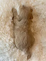 AKC Polly, a female Havanese for sale in Orlando, FL – Photo 2 of 5