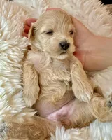 AKC Polly, a female Havanese for sale in Orlando, FL – Photo 3 of 5