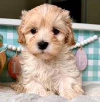 AKC - Bono, a female Havanese for sale in Orlando, FL – Photo 3 of 3