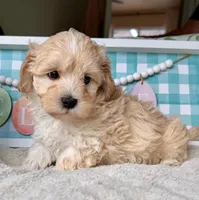 AKC - Bono, a female Havanese for sale in Orlando, FL – Photo 2 of 3