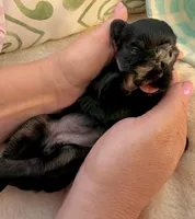 AKC - Pink, a female Havanese for sale in Orlando, FL – 2 of 5