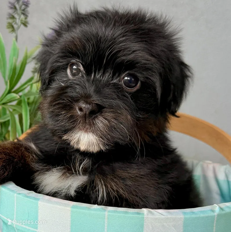 AKC - Mr. Beans – Havanese puppy for sale in Orlando, FL