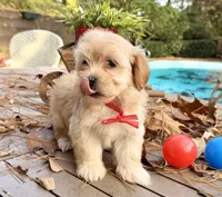 AKC baby Girl RED, a female Havanese for sale in Orlando, FL – Photo 2 of 4