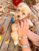 AKC baby Girl RED, a female Havanese for sale in Orlando, FL – Photo 3 of 4