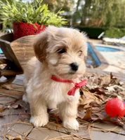 AKC baby Girl RED, a female Havanese for sale in Orlando, FL – Photo 4 of 4