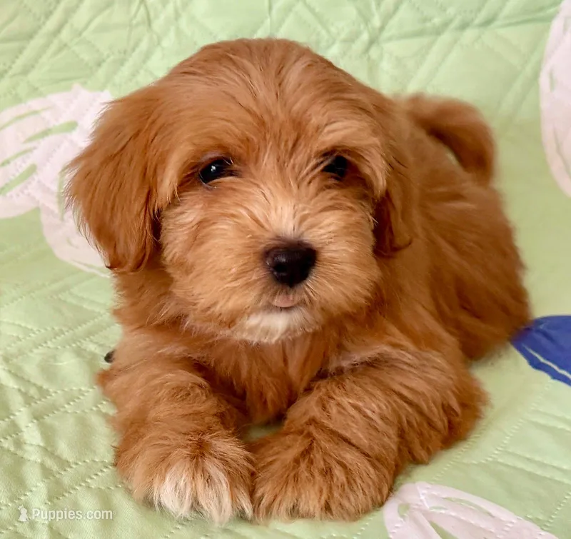 Red Tiny Lucy – Havanese puppy for sale in Orlando, FL