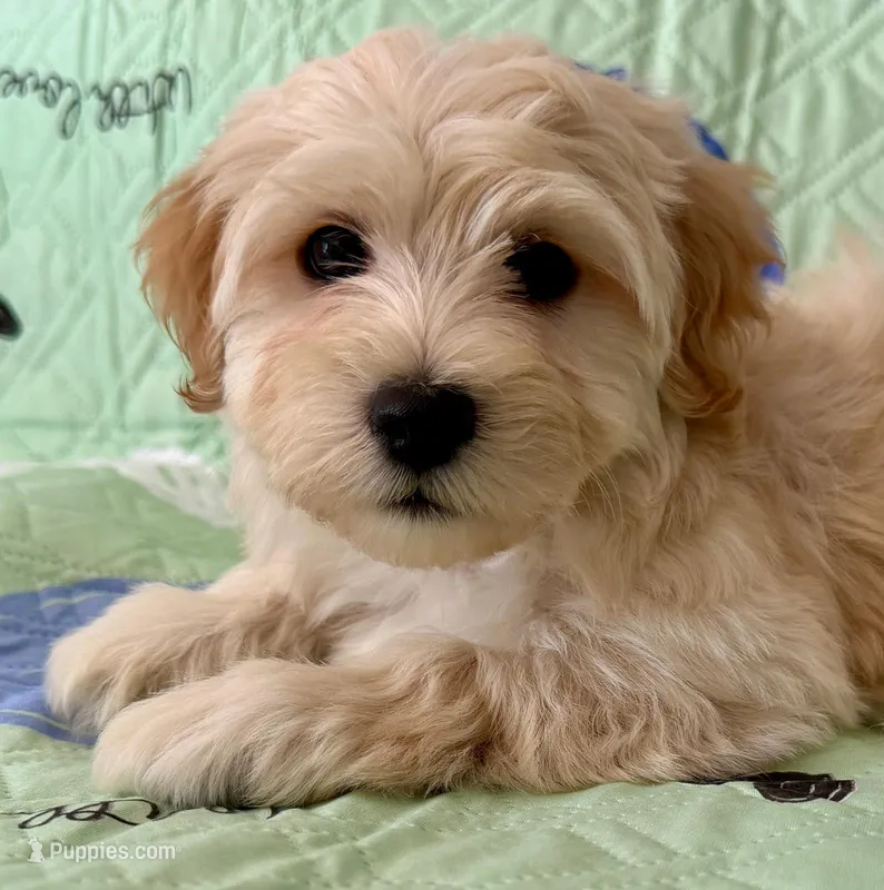 Coco - AKC – Havanese puppy for sale in Orlando, FL