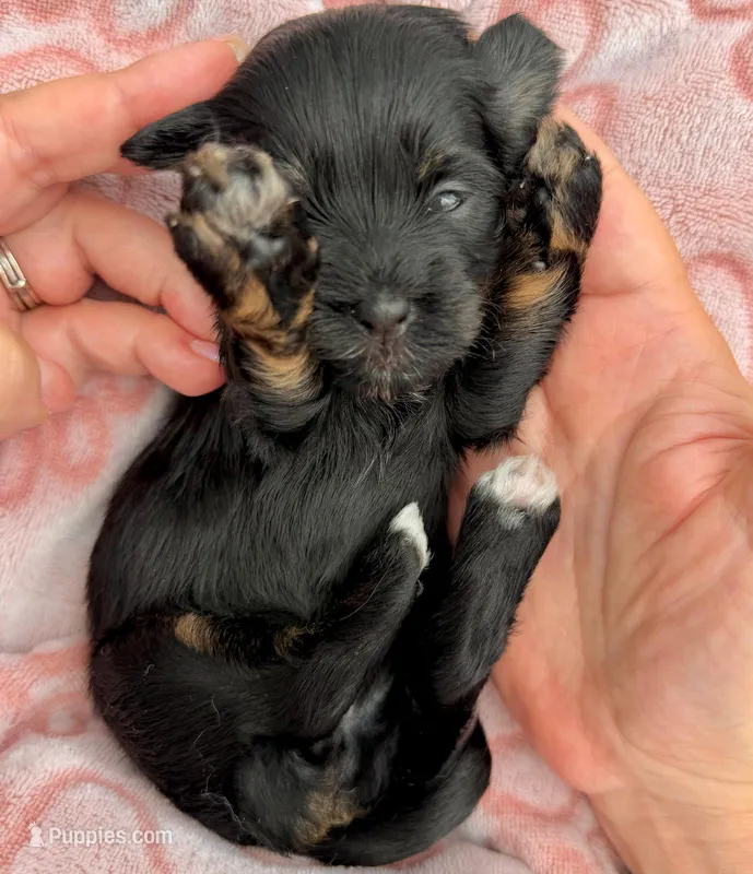 AKC Red – Havanese puppy for sale in Orlando, FL