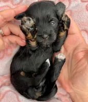 AKC Red, a female Havanese for sale in Orlando, FL – 1 of 4