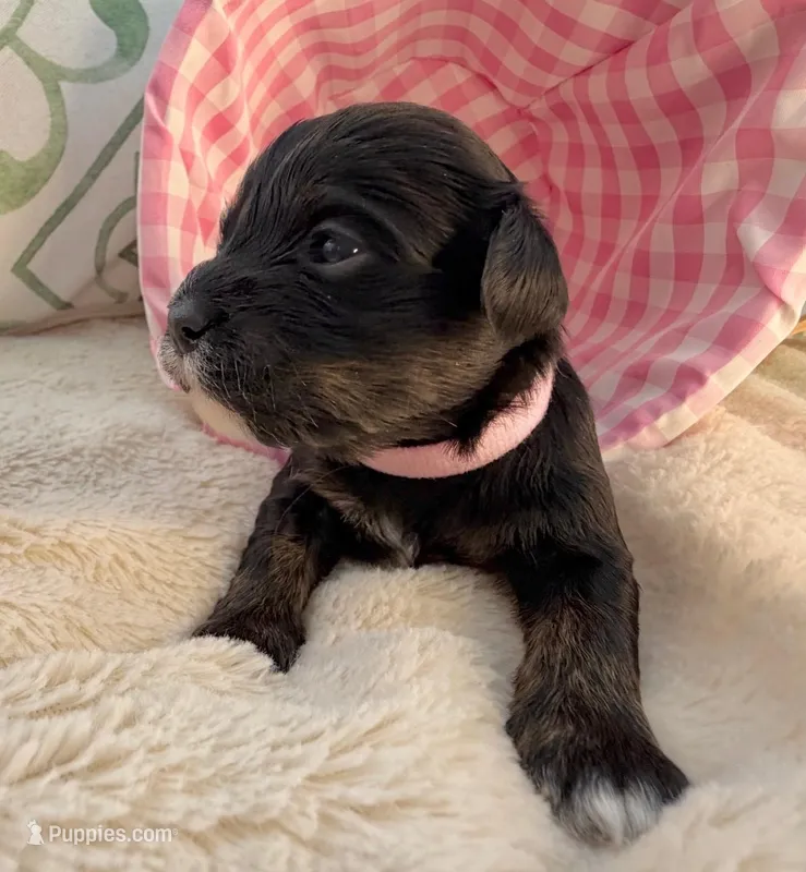 AKC - Pink – Havanese puppy on hold in Orlando, FL