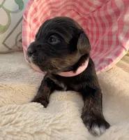 AKC - Pink, a female Havanese for sale in Orlando, FL – 1 of 5