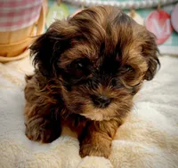 AKC - Mara, a female Havanese for sale in Orlando, FL – Photo 3 of 5