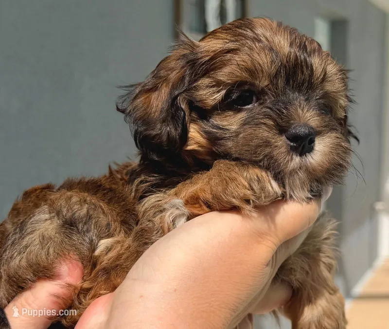 AKC - Mara – Havanese puppy for sale in Orlando, FL
