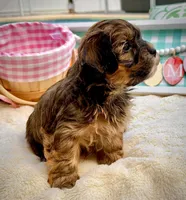 AKC - Mara, a female Havanese for sale in Orlando, FL – Photo 2 of 5