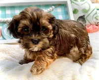 AKC - Mara, a female Havanese for sale in Orlando, FL – Photo 5 of 5