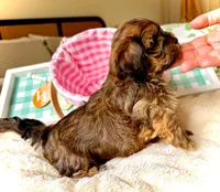 AKC - Mara, a female Havanese for sale in Orlando, FL – Photo 4 of 5