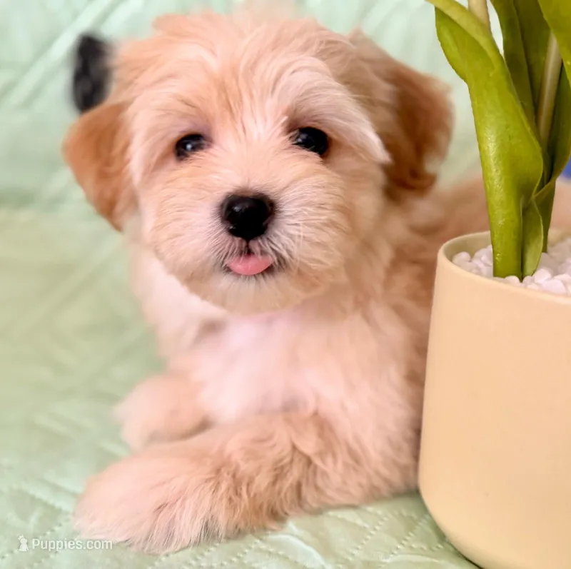 Linda - AKC – Havanese puppy for sale in Orlando, FL