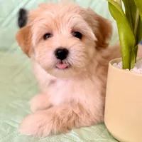 Linda - AKC, a female Havanese for sale in Orlando, FL – 1 of 5