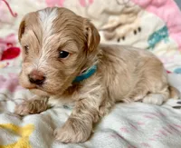 AKC - Baby, a male Havanese for sale in Orlando, FL – 4 of 5