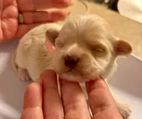 AKC - LadyBug, a female Havanese for sale in Orlando, FL – 2 of 4