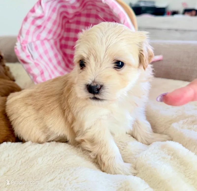 Coco - AKC – Havanese puppy for sale in Orlando, FL