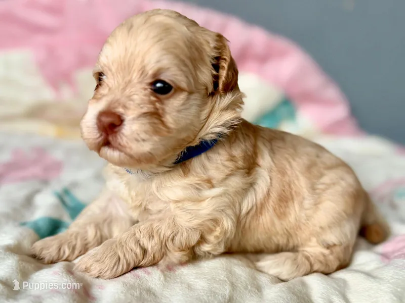 AKC - Bluey – Havanese puppy for sale in Orlando, FL