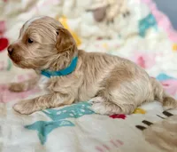 AKC - Baby, a male Havanese for sale in Orlando, FL – 2 of 5