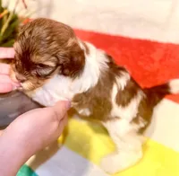 AKC - Bailey, a male Havanese for sale in Orlando, FL – Photo 5 of 8