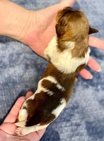 AKC - Bailey, a male Havanese for sale in Orlando, FL – Photo 6 of 8