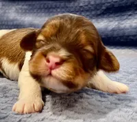 AKC - Bailey, a male Havanese for sale in Orlando, FL – Photo 7 of 8