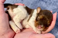 AKC - Bailey, a male Havanese for sale in Orlando, FL – Photo 3 of 8