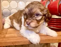 AKC - Bailey, a male Havanese for sale in Orlando, FL – Photo 1 of 8