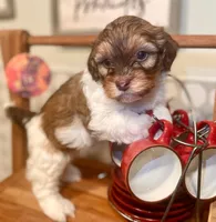 AKC - Bailey, a male Havanese for sale in Orlando, FL – Photo 2 of 8